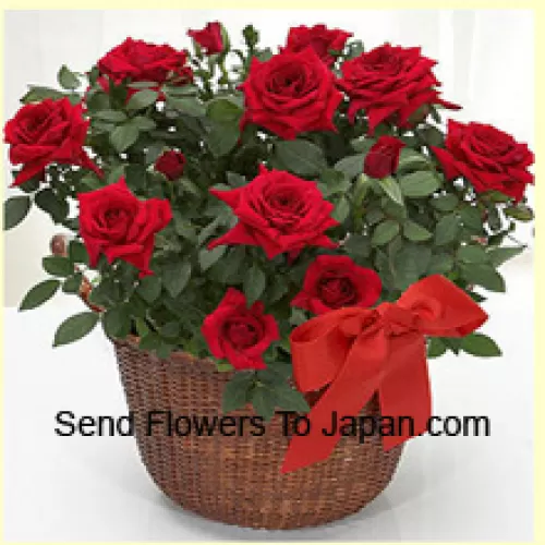 Un hermoso arreglo de 19 rosas rojas con relleno de temporada
